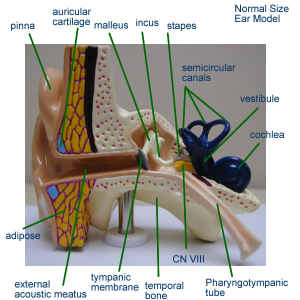 Anatomy Ear Model Labeled Anatomical Charts & Posters